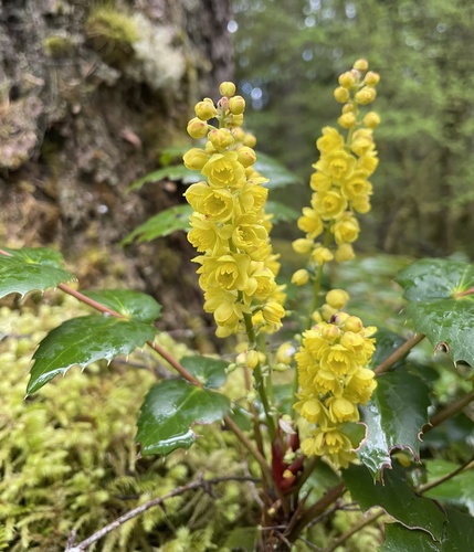 Cascade Oregon-grape