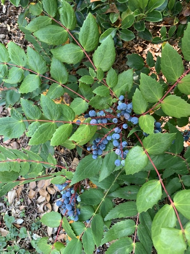 Cascade Oregon-grape