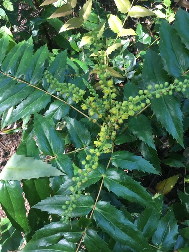 Cascade Oregon-grape
