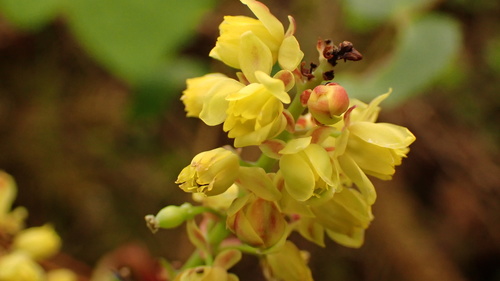 Cascade Oregon-grape