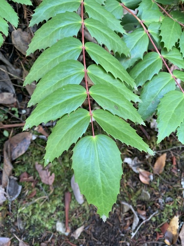 Cascade Oregon-grape