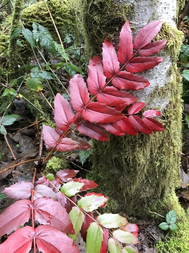 Cascade Oregon-grape