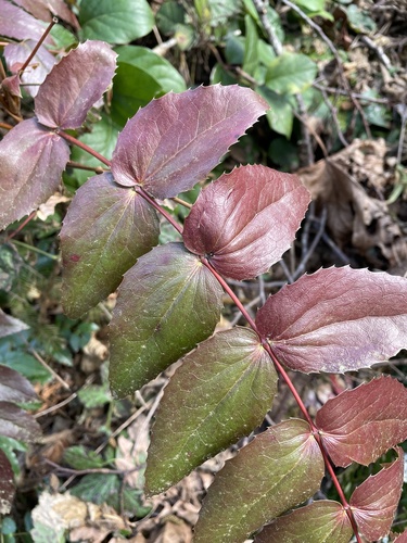 Cascade Oregon-grape
