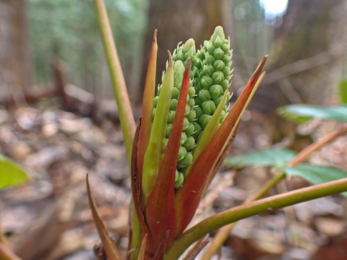 Cascade Oregon-grape