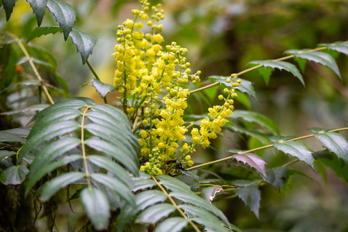 Cascade Oregon-grape