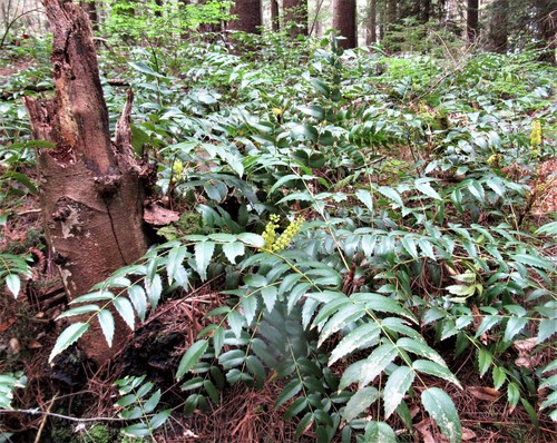 Cascade Oregon-grape