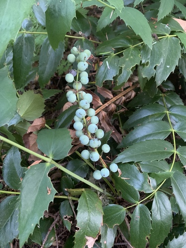 Cascade Oregon-grape
