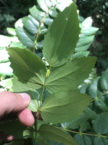 Cascade Oregon-grape