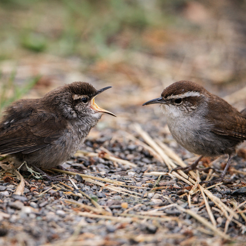 Bewick's Wren
