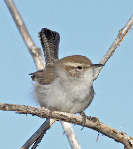 Bewick's Wren