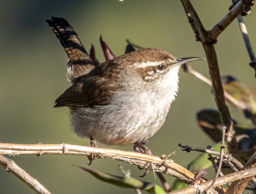 Bewick's Wren