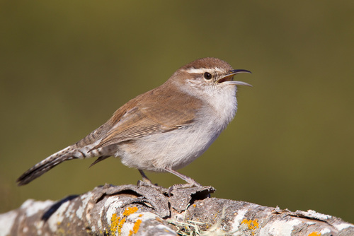 Bewick's Wren
