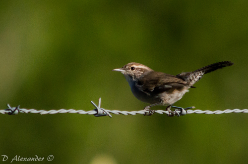 Bewick's Wren