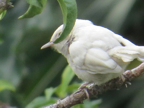 Bewick's Wren
