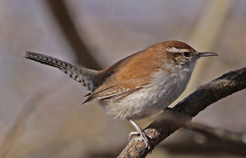 Bewick's Wren
