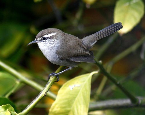 Bewick's Wren