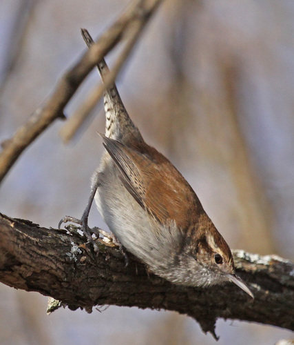 Bewick's Wren
