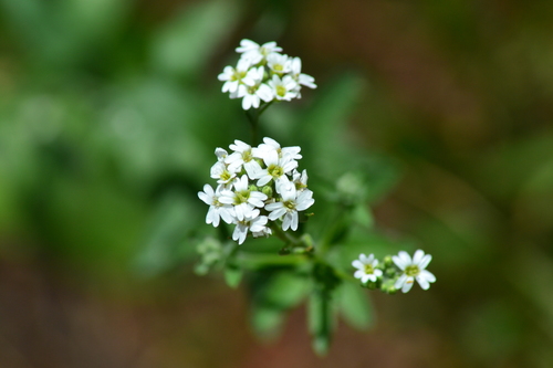hoary alyssum