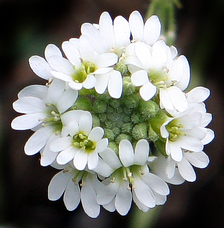 hoary alyssum