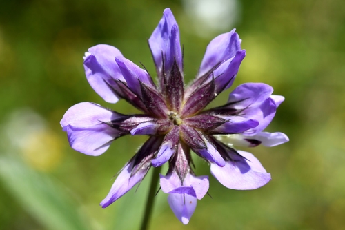 arabian pea