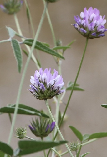 arabian pea