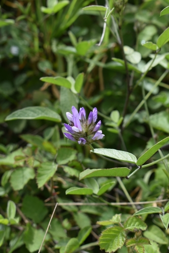 arabian pea