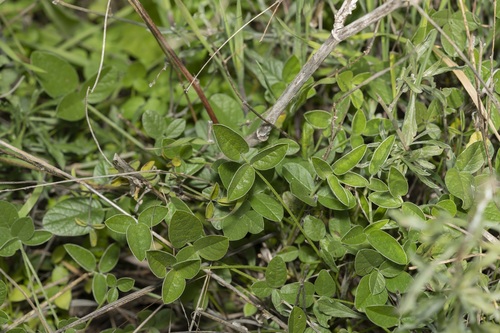 arabian pea
