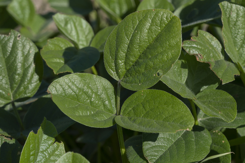arabian pea