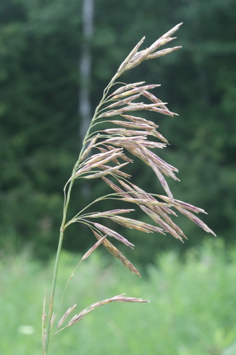 Smooth Brome