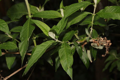 Butterfly bush