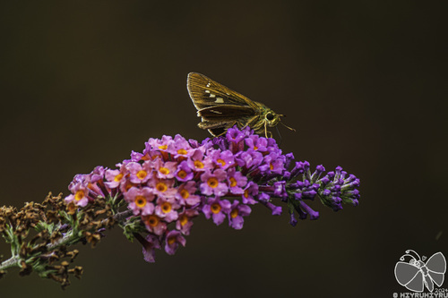 Butterfly bush