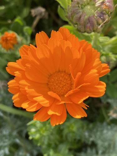 pot marigold