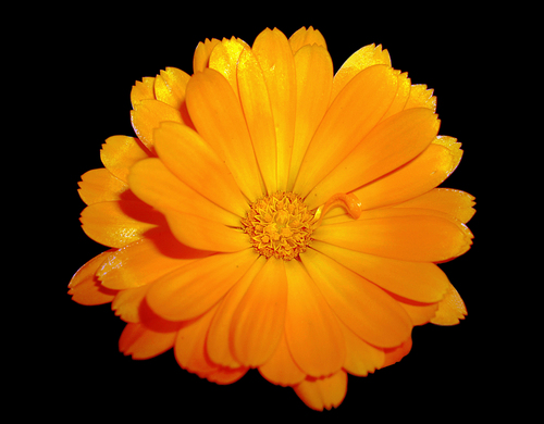pot marigold