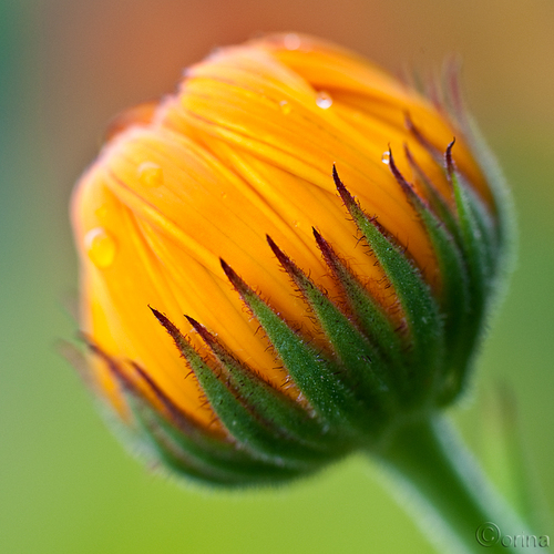 pot marigold
