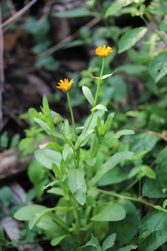 pot marigold