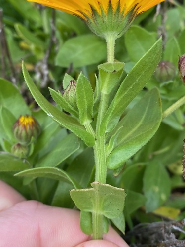 pot marigold