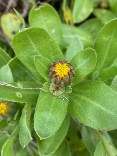 pot marigold