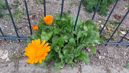 pot marigold