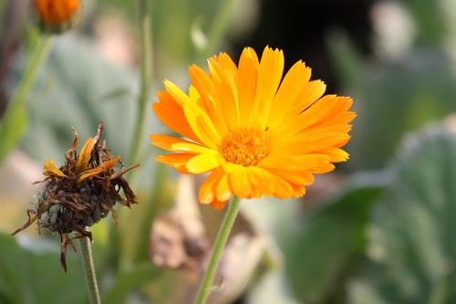 pot marigold