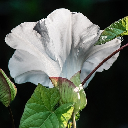 large bindweed