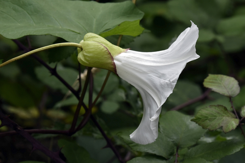 large bindweed