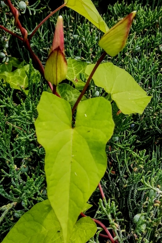 large bindweed