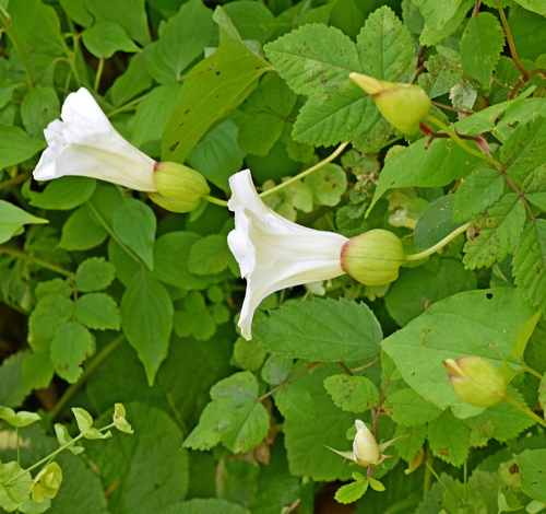large bindweed