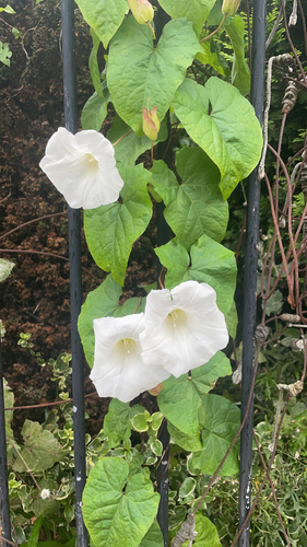 large bindweed