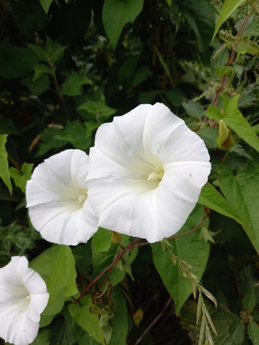 large bindweed