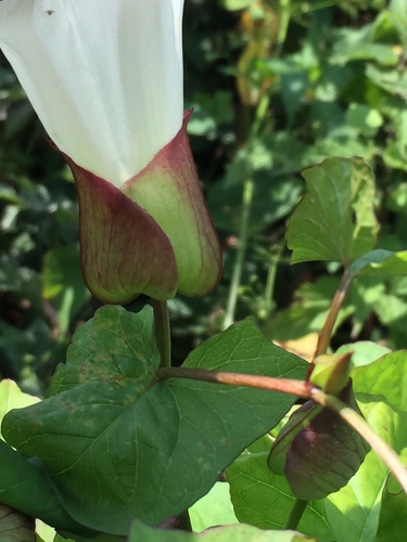 large bindweed