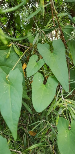 large bindweed