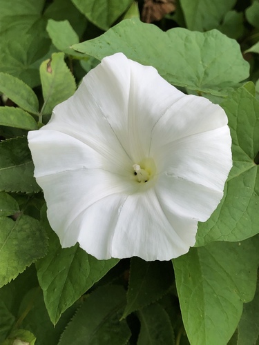 large bindweed