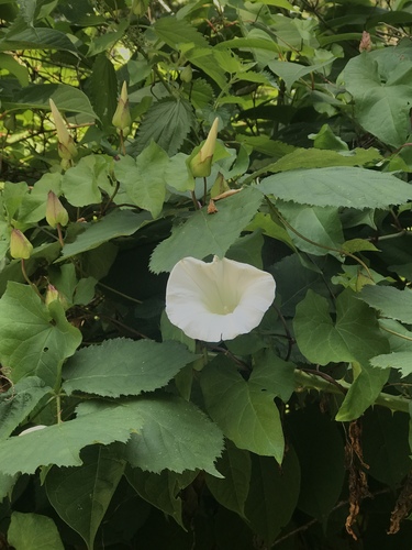 large bindweed