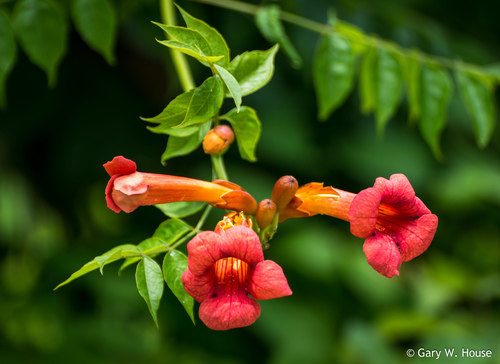American trumpet vine